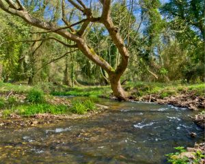 richios-river-1024x816